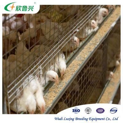 Chicken Farm Cage Keeping More 30, 000 Birds Layer House System with Automatic Design