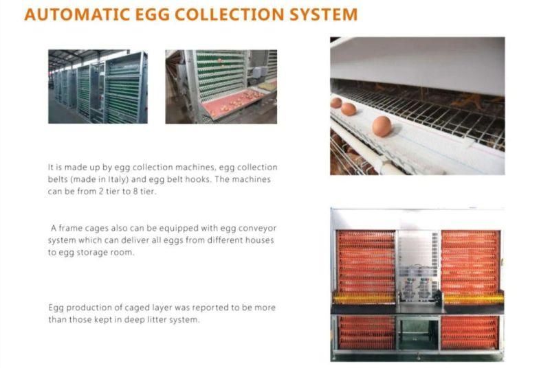 Automatic Egg Layer Chicken Farm Birds Cage Poultry Cages for Sale