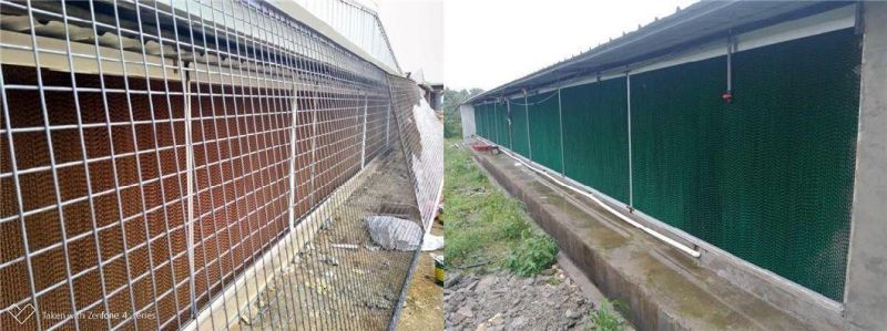 Farm Equipment Philippines Broiler Chicken Feeding/Drinking/Fan System