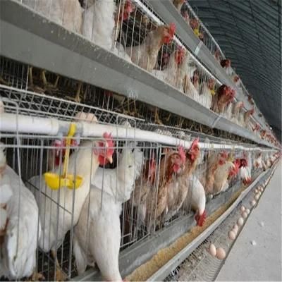 Hot Sale New Design Full Set Broiler Chicken House