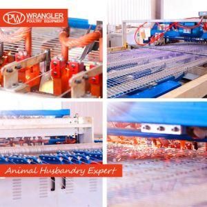 Good Price H Type Layer Pullet Chicken Battery Cage System&#160; for Sale