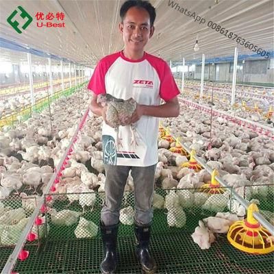 Automatic Control CE Certificated Chicken Raising Equipment for Chicken