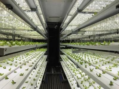 40 FT Shipping Hydroponic Vegetable Container Farm