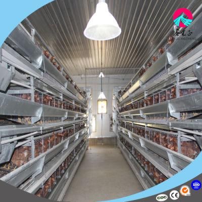 Sale High Quality Layer Chicken with Cages