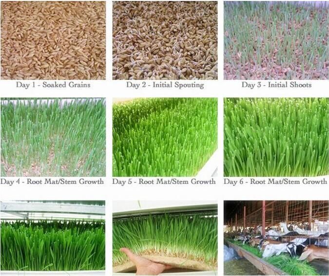 Wholesale Hydroponic Farm Grass Growing System Vertical Grass Fodder System