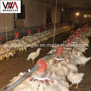 Chain Breeder Feeding System for Chicken Shed/Automatic Chicken Feeding System