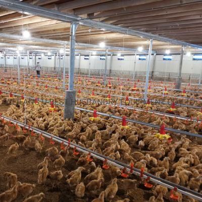 Automatic Broiler Equipment for Farming Poultry