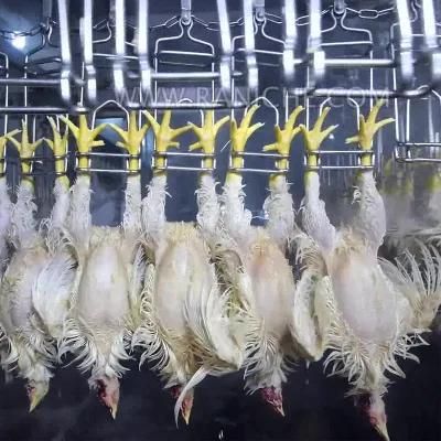 6000bph Poultry Chicken Slaughterhouse Abattoir Slaughtering Line Equipments for Sale