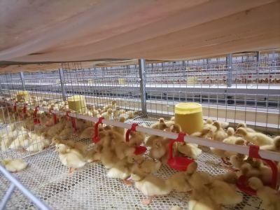 Galvanized Poultry Farm Cage Meat Duck Full Set Automatic Equipment 4 Tire Cage