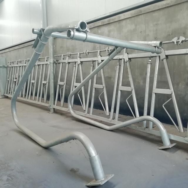 Custom Cow Headlock with Hot-Galvanized Steel Pipe / Cow Equipment / Cattle Headlock Factory