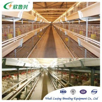 Automatic Equipment for Raising Chickens and Ducks / Automatic Feeder Poultry Farming Equipment Curtain System