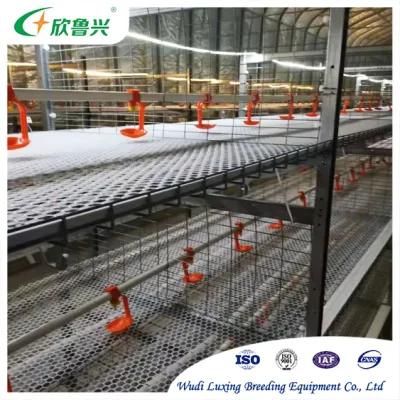 Poultry Farm Chick House Galvanized Equipment 3 Tiers Pullet Cage with Factory Price