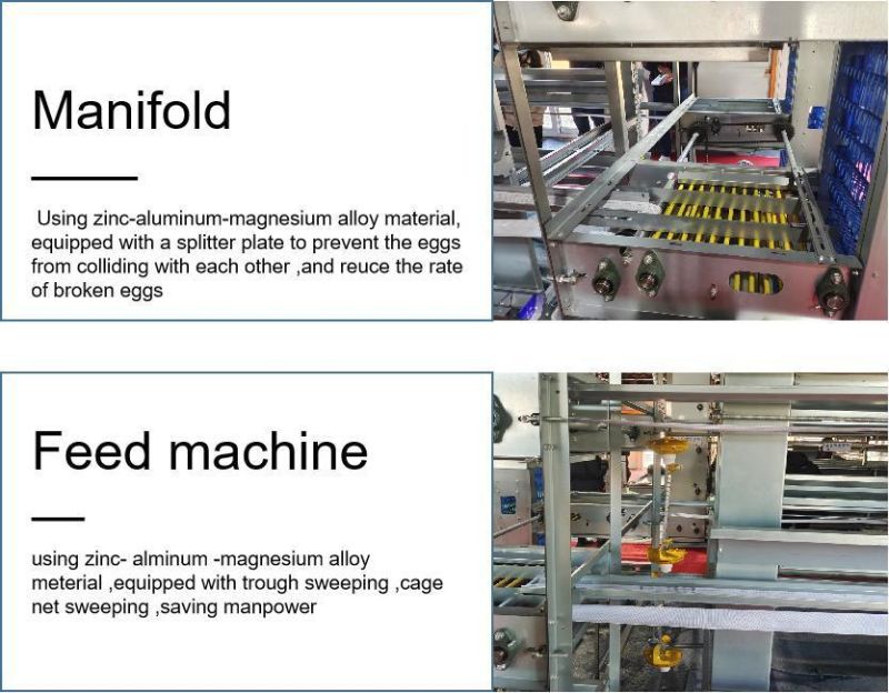 Poultry Farm Equipment Chicken Layer Cage Automatic Egg Collection System for Sale