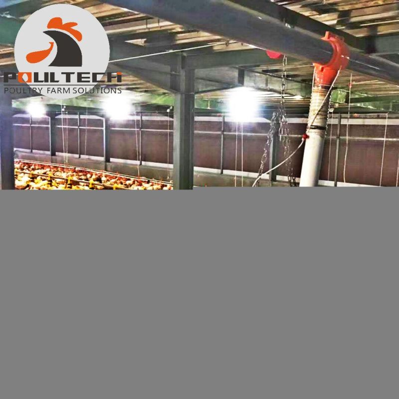 Broiler Chicken Flooring Raising System and Deep Litter Equipment for Poultry Farm