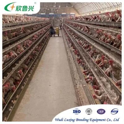 Low Price Poultry Farming Equipment a Type H Type Animal Cages Layers