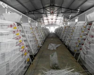 Stacked-Type Quail Cage of Automated Farming Equipment