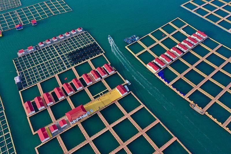 Fish Farming Water Plastic Aquaculture Equipment Floating Net Cages