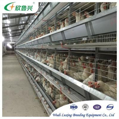 Fully Automatic Battery Chicken Feeding Layer Cage System for Large-Scale Laying Eggs Hen Farms