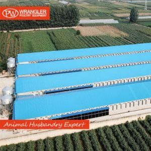 Complete Automatic Poultry Equipment for Chicken Breeding