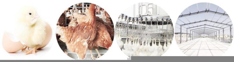 Small Capacity 300 - 500bph Poultry Chicken Duck Compact Slaughter Line Equipment