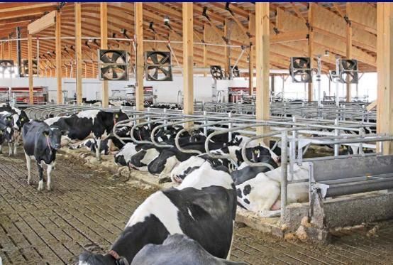 Hot-DIP Galvanized Cow Cubicles Cow Cattle Free Stall for Dairy Farm Equipment