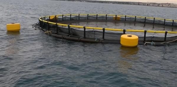 Aquaculture Cage Buoy Fish Farm Cage Buoy Cage Mooring Buoy EVA Foamed Buoy