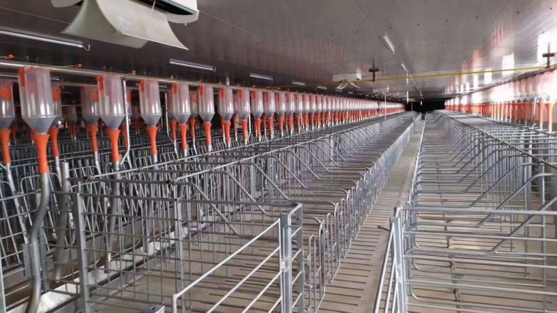 Pig Farm Equipment Auotmatic Feeding