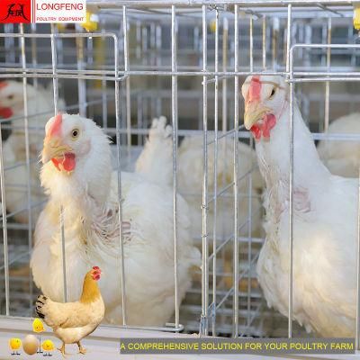 Longfeng Stable Running High Quality Most Advanced Technology Low Egg Broken Rate Poultry Equipment