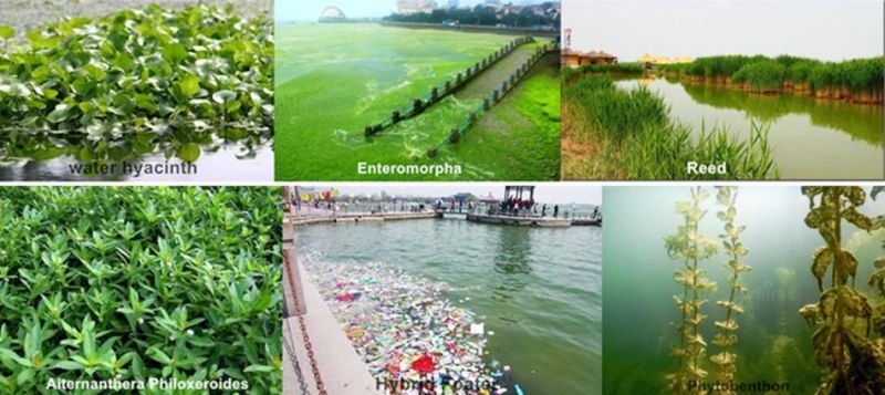 Water Hyacinth Salvage Boat Trash Skimmer for Clean Seaweed