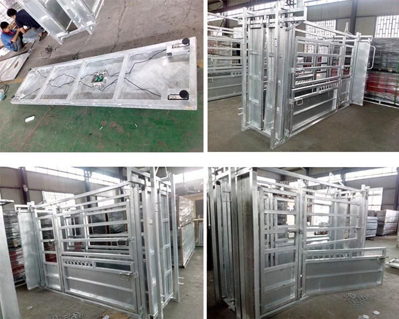 Powder Coated or Galvanized Cattle Chute with Weight Scale