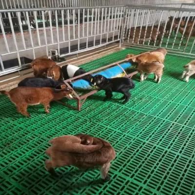 Goat Sheep Farming PP Material Plastic Slatted Flooring Shed for Sale