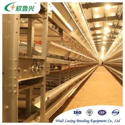 Poultry Quail Equipments Layer Quail Cage with Automatic Feeder
