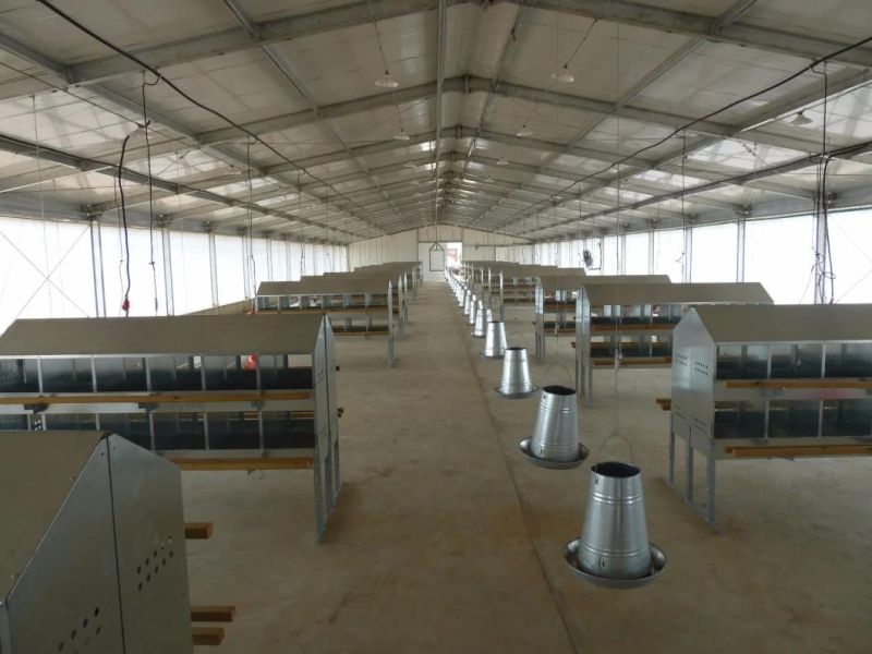 Poultry Farm House Design / Egg Chicken House Design for Layers Chicken House