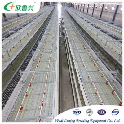 Hot Sale Agricultural Automatic Poultry Farm Equipments
