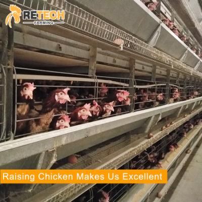 Automatic chicken layer poultry farm H4/240 battery cages house design