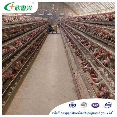 Animal Cage New Hot Sale Laying Hen Cage Full Automatic Egg Collecting Manure Cleaning System