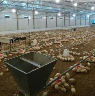 Animal Husbandry Equipment for Chicken House/Shed with Plastic Floor