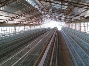 Chicken Egg Cages Layer Chicken Egg Incubator