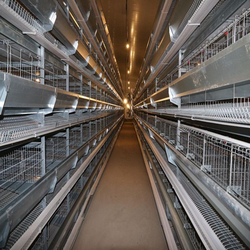 Layer Cage Poultry with ISO Certification