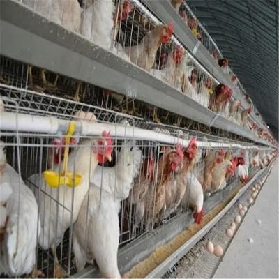 Export of Prefabricated Large-Span Low-Cost Steel Structure Chicken Coop
