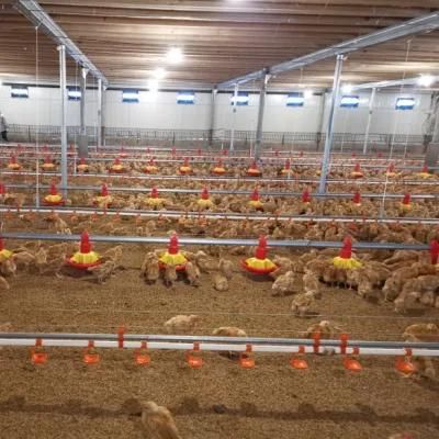 Automatic Chicken Poultry Farm Equipment for Breeder Broiler House