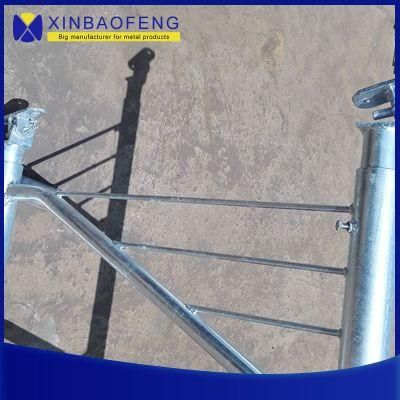 China-Made Hot-DIP Galvanized Steel Pipe Farm Machinery Livestock Equipment Dairy Cow Stall