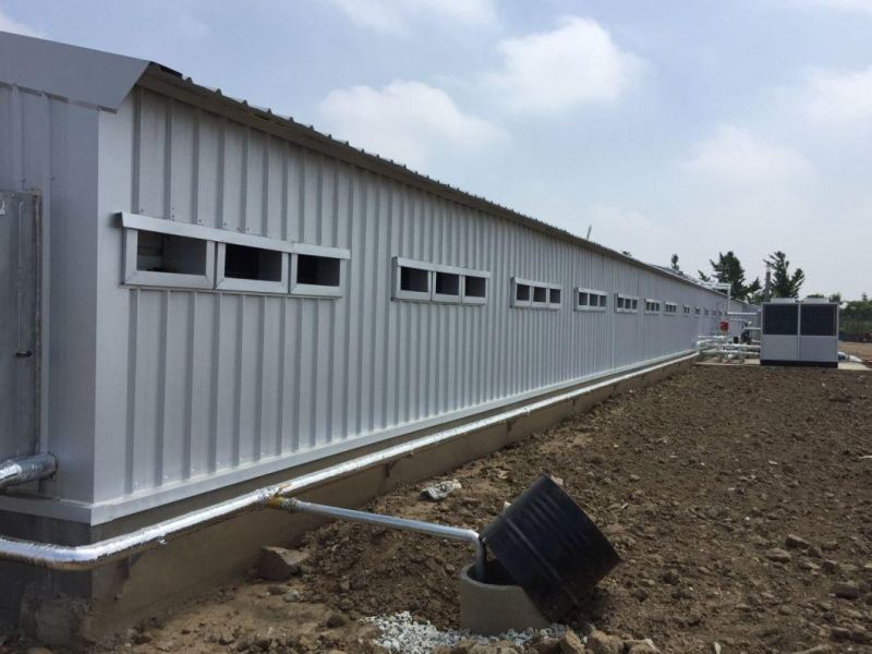 Steel Structure Chicken House