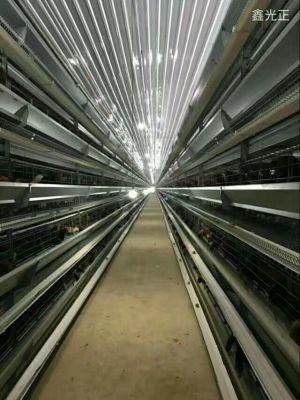 Design High Quality H Type Automatic Battery Layer Cages for Pakistan