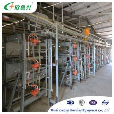 H Frame Galvanized Automatic Poultry Layer Equipment for Chicken Farms