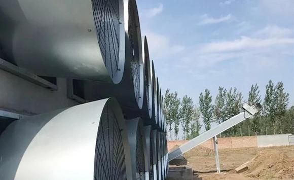 High-End Quality Pigeon Equipment and Pigeon Houses