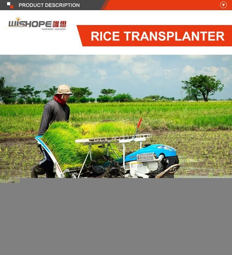Kubota Similar 4 Row Hand Operation Walking Behind Rice Transplanter