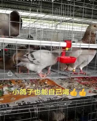 The Most Advanced Cage Pigeon Equipment