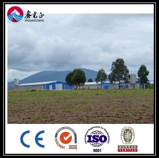 Automatic Chicken Equipment for Layer & H Type Galvanized