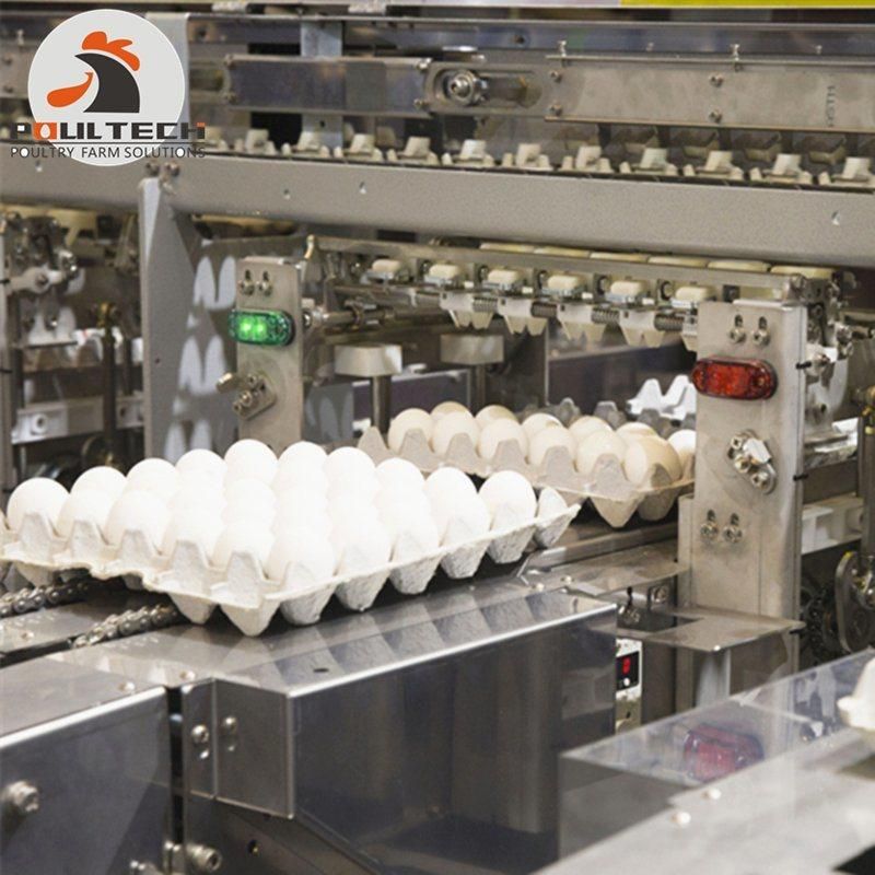 Automatic Chicken Egg Grading & Packing Machine for Poultry Farm